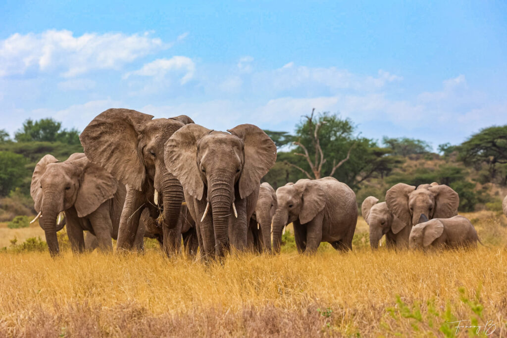Cœur de la savane