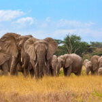 Heart of the savannah - 1