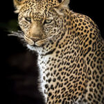 Regard sauvage - 1
