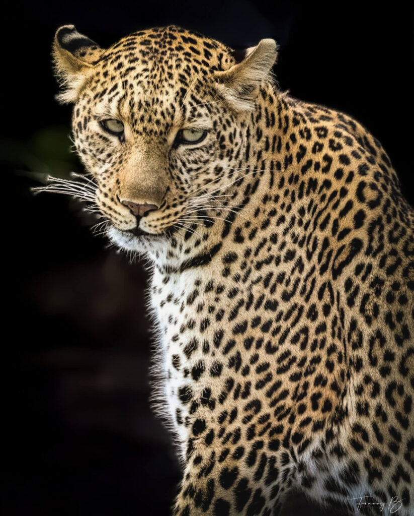 Regard sauvage