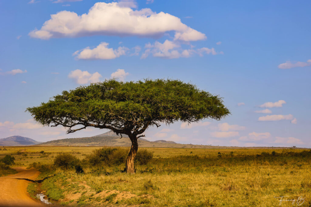 Sous l’arbre de la vie