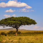 Under the tree of life - 1