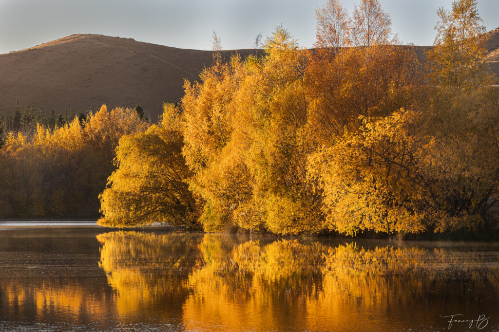 Amber reflections