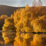Amber reflections - 1