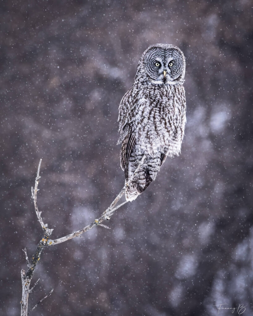 The Storm Watcher